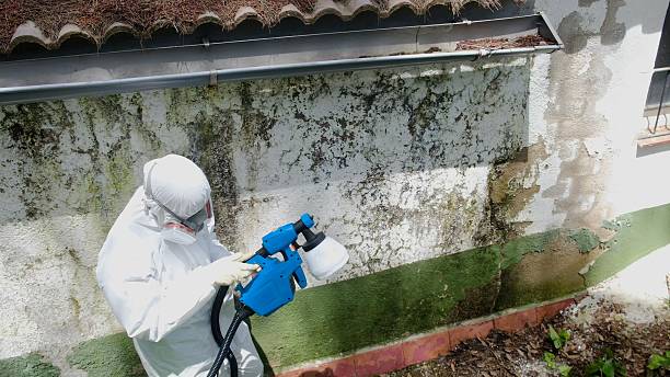 Top rated local Mold Remediation specialists in Clarksville, TX